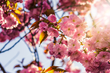 pink blossomed sakura flowers