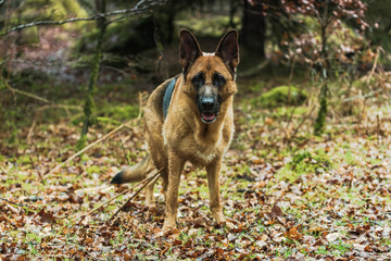 Active German shepherd dog outdoor in forest