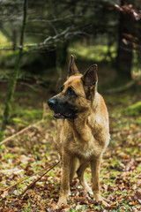 Active German shepherd dog outdoor in forest