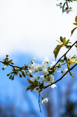 Blooming cherry tree