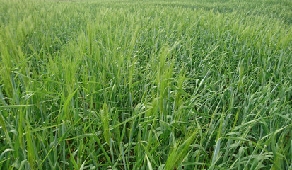 yeşil arpa tarlası