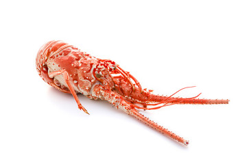 langouste
