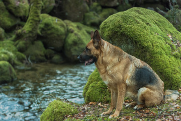 Portrait of active German Shepherd dog in forest