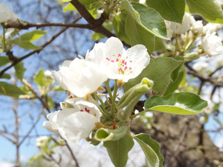 Apfelbaum Blüte