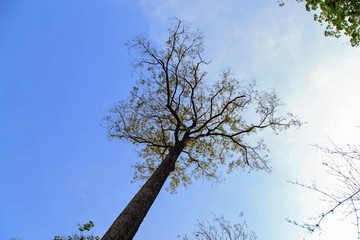 big tree on blue sky