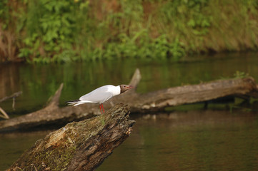 Чайка сидит на затопленном дереве и поет песню