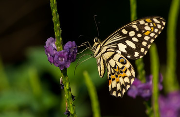 Blue tiger butterfly with smooth green background