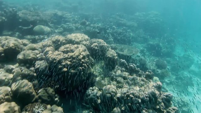 ein großer Schwarm von Sri-Lanka-Wellenlinien Kaninchenfischen schwimmt in einem Korallenriff