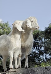 couple of goat standing on top of a rock