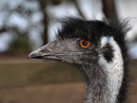 Profile of Black Emu against blurry background, showing its bare head and partial neck