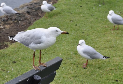 blue eyed seagull perched on a park bench wile other gulls are on a grass area