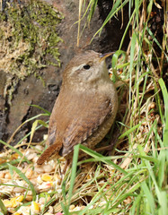 Close up of a Wren