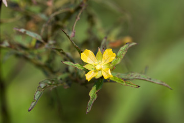 Yellow grass flower in macro