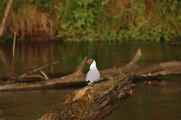 Озерная чайка сидит на затопленном дереве и удивленно смотрит