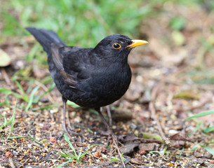 Close up of a male Blackbird