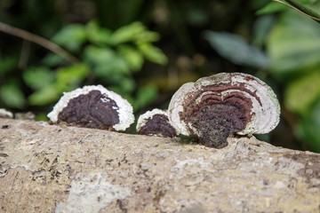 Mushroom on a decay timber in rainforest