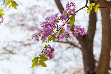 Beautiful purple lagerstroemia flower