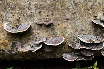 Mushroom on a decay timber in rainforest