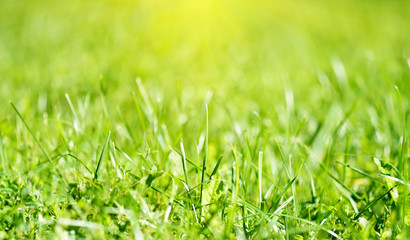 natural background grass