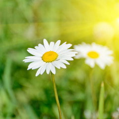 Floral nature daisy abstract background