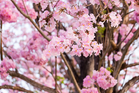 Pink tecoma (Pink trumpet tree flower) in Nakhon Pathom, Thailan