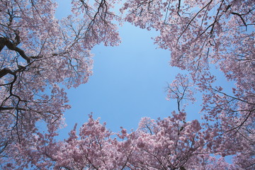桜に覆われた青空