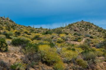 Fototapeta na wymiar Hidden Treasures abound around Phoenix Arizona 