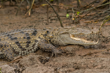 Salt water crocodile in a remote indian village