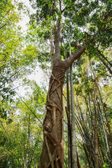 Fototapeta premium tropical jungles of South East Asia