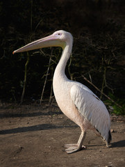 Great white pelican (Pelecanus onocrotalus)
