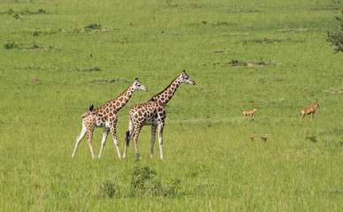 Naklejka na ściany i meble Two giraffes in the savanna in Murchison Falls National Park in Uganda, Africa