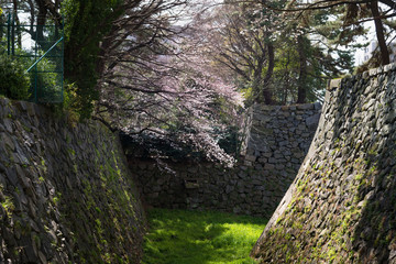 Fototapeta premium Sakura season in Japan, Cherry Blossom with Soft focus,