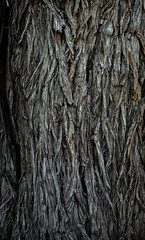 CORTEZA AGRIETADA DE UN TRONCO DE ÁRBOL