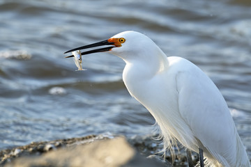 Snowy Egret With Fish
