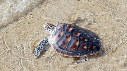 Sea Turtle Release
