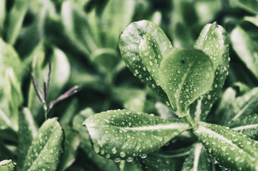 雨に濡れた南国の植物