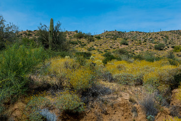 Hidden Treasures abound around Phoenix Arizona
