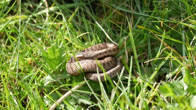 Juvenile Adder Snake.( Vipera berus) Approx 10cm Long