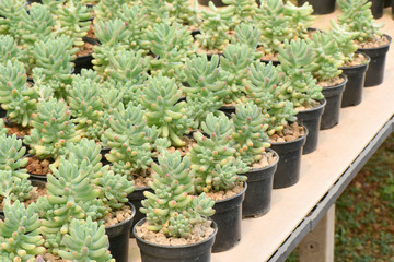 Cactus plants inside nursery