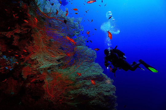 divers underwater the sea