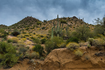 Fototapeta premium Hidden Treasures abound around Phoenix Arizona 