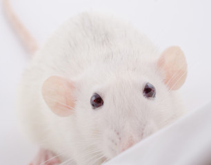 Funny big-eared white rat peeping over the edge (selective focus on the rat eyes)