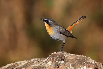 The Cape robin-chat (Cossypha caffra)