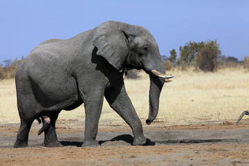 Fototapeta na wymiar The African bush elephant (Loxodonta africana) by the waterhole