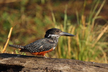 Giant kingfisher(Megaceryle maxima)  sitting on the trunk of the Nile 