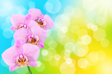 Naklejka na ściany i meble Phalaenopsis orchid flowers on a blurred natural background
