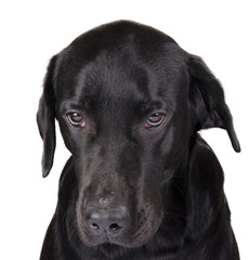 Portrait of a gloomy black Labrador as a gloomy dog concept (isolated on white), selective focus on...