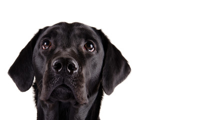 Portrait of a black Labrador Retriever looking up (isolated on white, with copy space on the right...