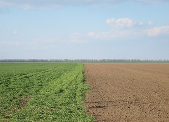 Fototapeta na wymiar Separation between green field and plowed field in the early spring