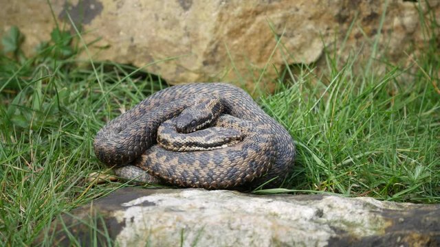 Adder Snakes Entwined ( Vipera berus) 